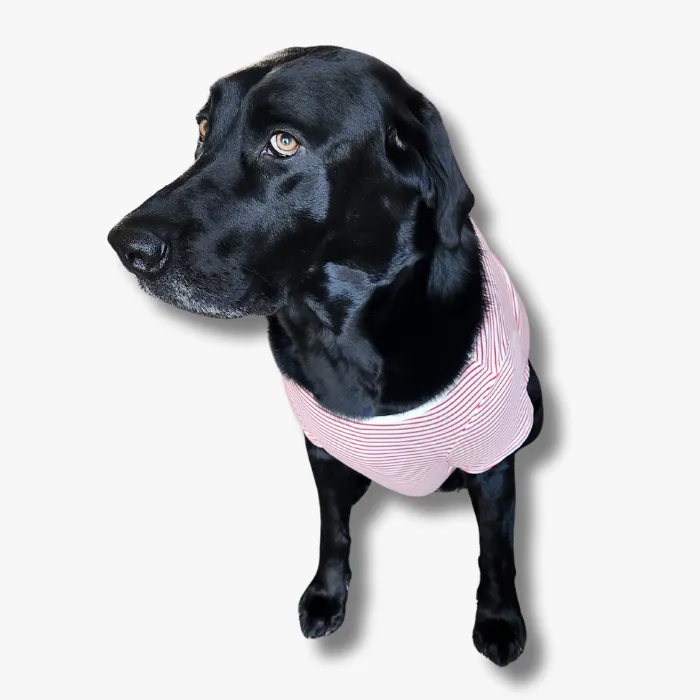 Pet T-Shirt  - Cozy Stripe